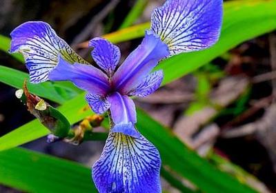 蒙古族祝福语(推荐80句)