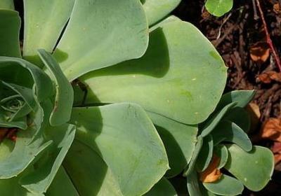 红酒祝福语(推荐40句)