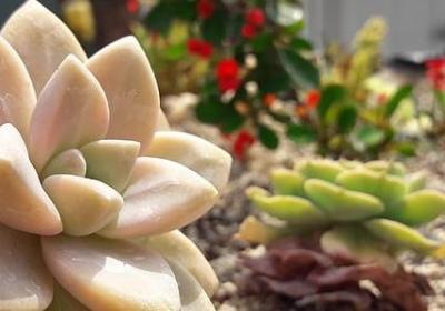 结婚祝福语四言八句(推荐50句)