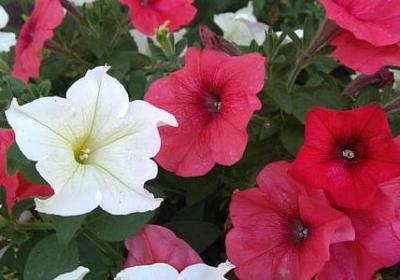 老师给毕业生的祝福语(实用40句)