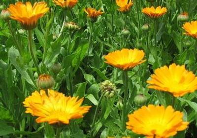 观音菩萨祝福语(热门40句)