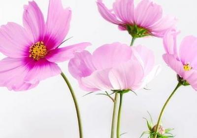 考上大学的祝福语四个字(优选50句)