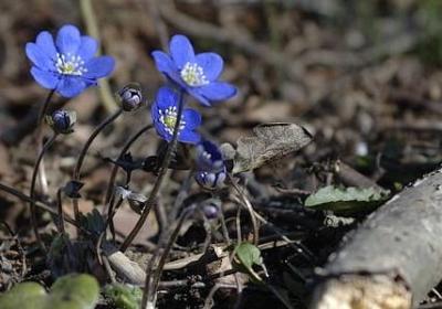 诗词祝福语(汇总50句)