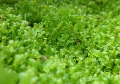 蛋糕上的祝福语给妈妈(合集70句)