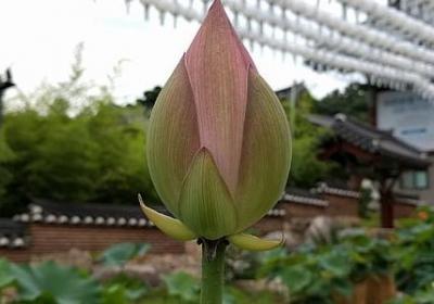 花童祝福语(精选40句)