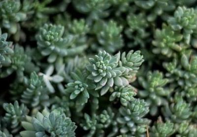 虎年祝福语(共60句)