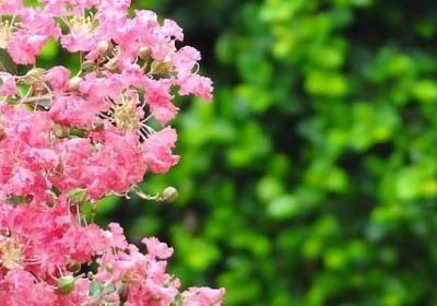 表妹生日祝福语(精选50句)