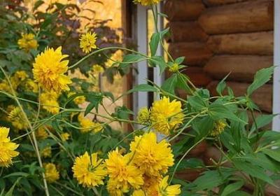 订婚的祝福语大全(优选60句)