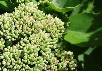 给小朋友的祝福语(精选14句)