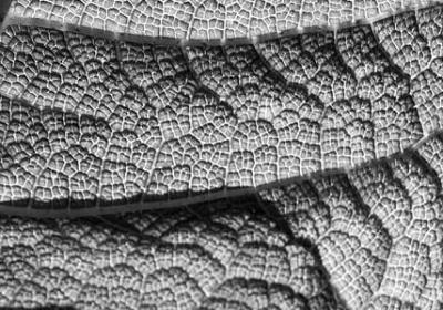 英语新年祝福语简短(合集40句)