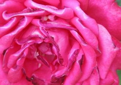 红色祝福语(实用60句)