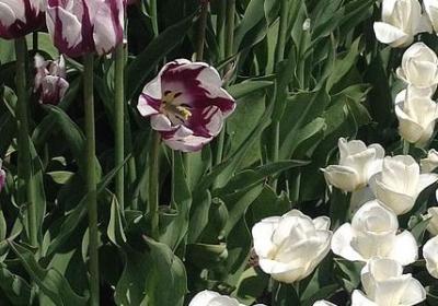 老师节日祝福语(精选50句)