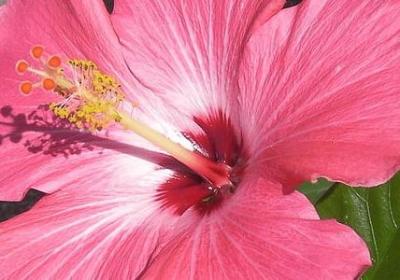 虎年新春祝福语(90句)