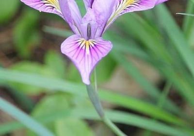 茶的祝福语(实用40句)