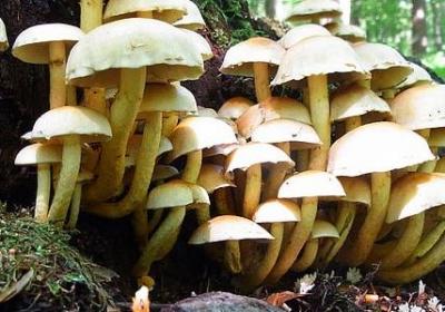 趣味生日祝福语(热门40句)