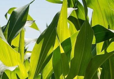 诗经祝福语(热门50句)