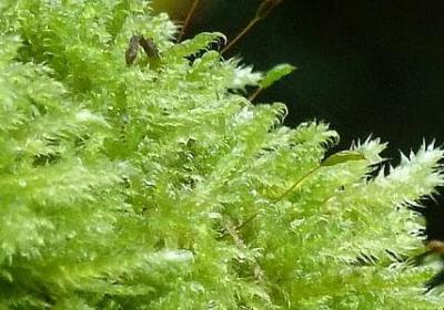 给岳父的生日祝福语(优选50句)