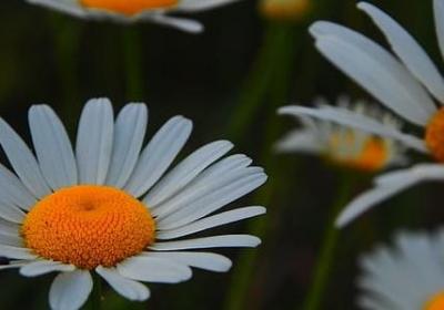 运动会祝福语(合集15句)