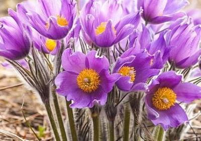 给17岁女儿生日祝福语(优选40句)