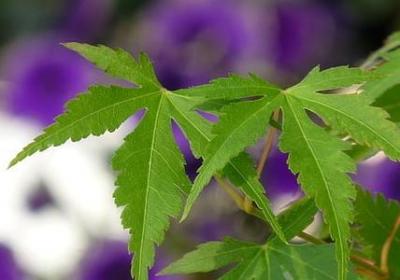 蛋糕上的生日祝福语(通用57句)