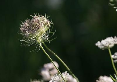 读书的祝福语(实用40句)