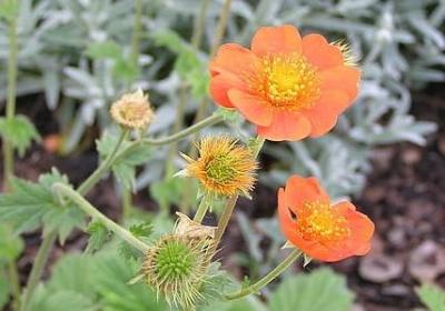 表弟订婚祝福语(推荐12句)