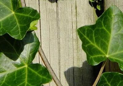 英文的祝福语(合集60句)