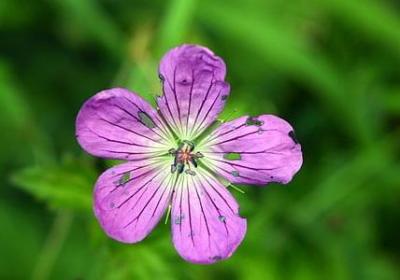 过寿的祝福语(推荐40句)