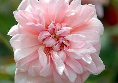 祝福语女孩(汇总40句)