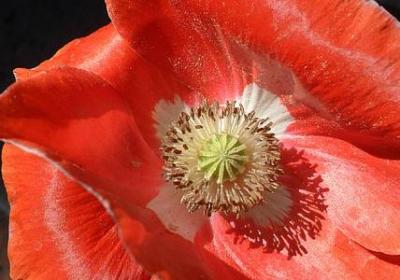 自己生日的祝福语(优选20句)