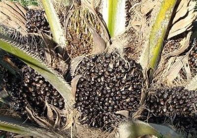 蛋糕的祝福语(40句)