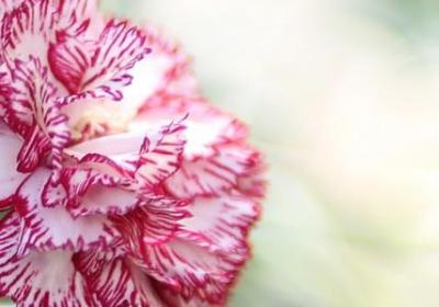 英文新年祝福语(通用78句)