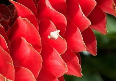 英语老师生日祝福语(汇总40句)