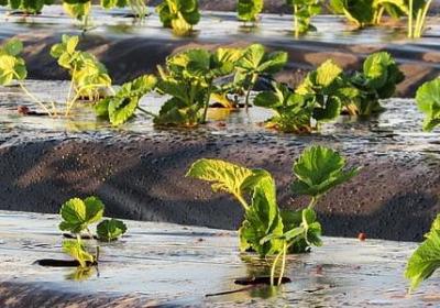 自己过生日祝福语(共56句)