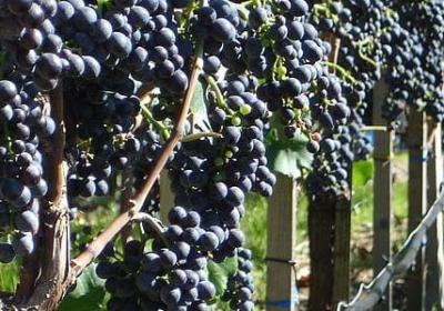 订婚宴祝福语(精选47句)