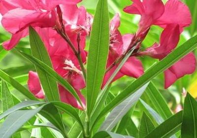 英文生日祝福语(必备72句)