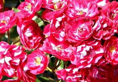 过满月祝福语(优选50句)