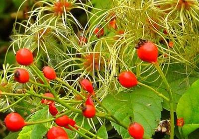 老年祝福语(通用50句) 老年祝福语(通用50句)