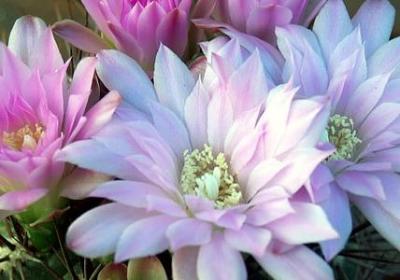 老爸六十岁生日祝福语(热门50句) 老爸六十岁生日祝福语(热门50句)