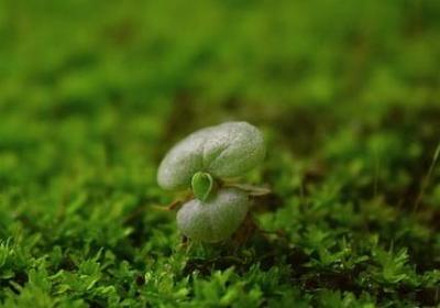 节日祝福语简短(实用50句) 节日祝福语简短(实用50句)