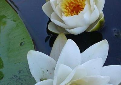 英语春节祝福语(热门80句) 英语春节祝福语(热门80句)