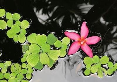 订亲祝福语(50句)