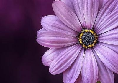 结婚典礼祝福语(共40句)