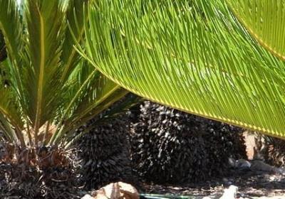 老爸生日快乐的祝福语(推荐60句)