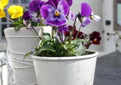 老年人过生日的祝福语(必备50句)