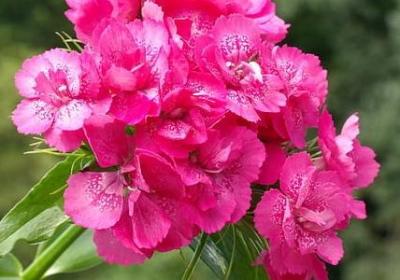 诗经婚姻祝福语(共70句)