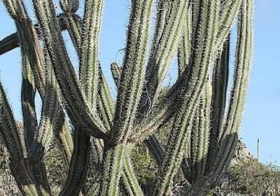 老爸的生日祝福语(精选40句)