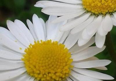 英语的生日祝福语(必备50句)