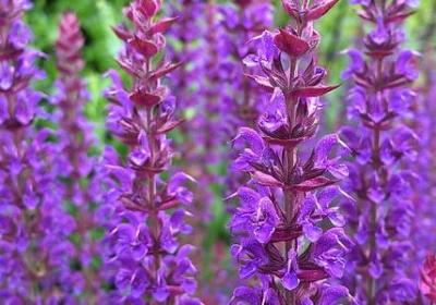 给女生的生日祝福语(精选50句)