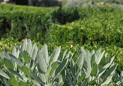 订婚祝福语(40句)